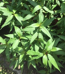 Persicaria odorata