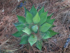 Agave inaequidens