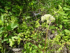 Thaspium chapmanii