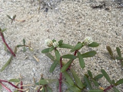 Blutaparon vermiculare