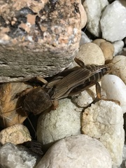 Neoscapteriscus borellii