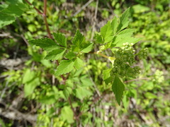 Thaspium chapmanii