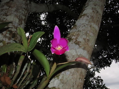 Cattleya violacea