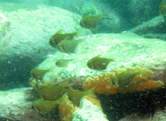 Pempheris compressa