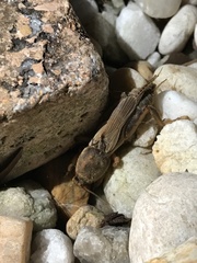 Neoscapteriscus borellii