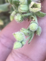 Emmenanthe penduliflora