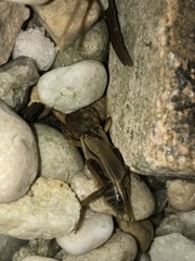 Neoscapteriscus borellii