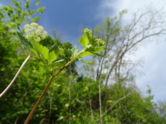 Thaspium chapmanii