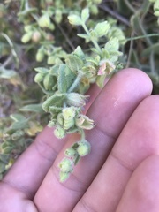 Emmenanthe penduliflora
