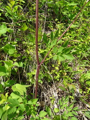 Thaspium chapmanii