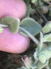 Emmenanthe penduliflora
