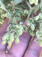 Emmenanthe penduliflora