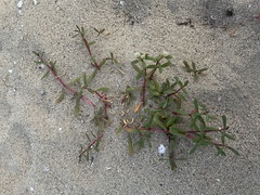 Blutaparon vermiculare