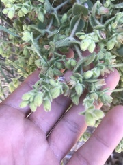 Emmenanthe penduliflora