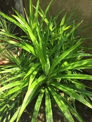 Pandanus amaryllifolius