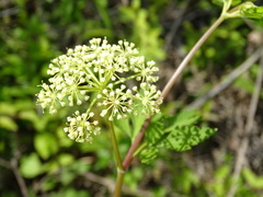 Thaspium chapmanii
