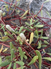 Blutaparon vermiculare