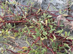Blutaparon vermiculare