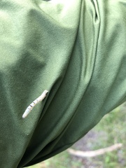 Episemasia