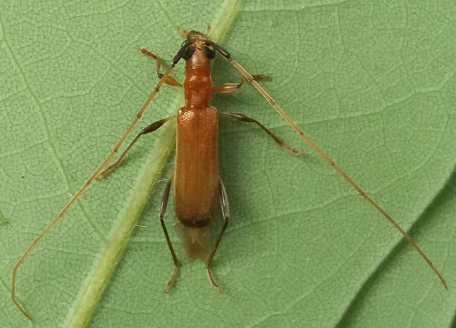 Obriini