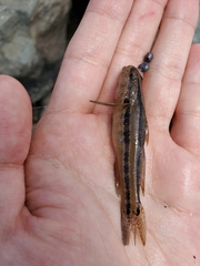 Tridentiger trigonocephalus