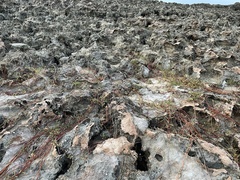 Blutaparon vermiculare