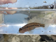 Tridentiger trigonocephalus