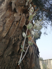 Magnoliopsida