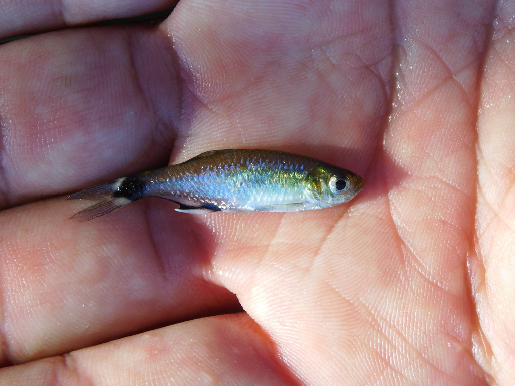 Dawn Tetra