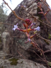 Plumbago caerulea