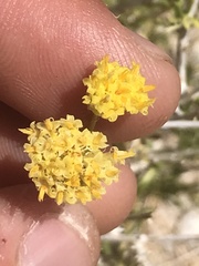 Acamptopappus sphaerocephalus