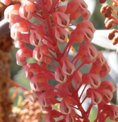 Grevillea wickhamii