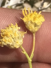 Acamptopappus sphaerocephalus