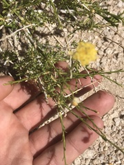 Acamptopappus sphaerocephalus