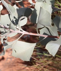 Grevillea wickhamii
