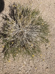 Acamptopappus sphaerocephalus