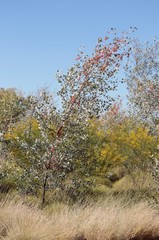Grevillea wickhamii