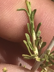 Acamptopappus sphaerocephalus