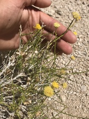 Acamptopappus sphaerocephalus