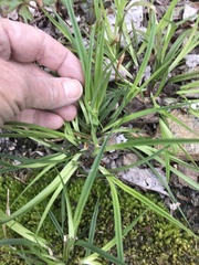 Carex abscondita