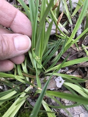 Carex abscondita