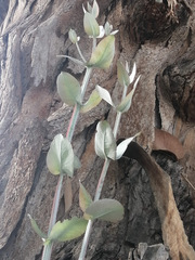 Magnoliopsida
