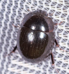 Limnohydrobius melaenus