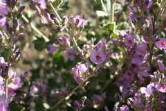Malacothamnus hallii