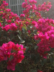 Bougainvillea