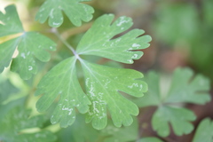 Aquilegia longissima