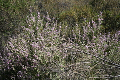 Malacothamnus hallii