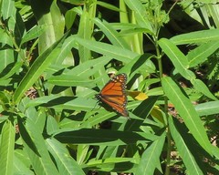 Danaus plexippus