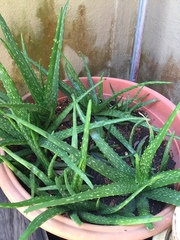 Aloe vera vera