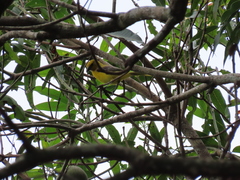 Icterus nigrogularis